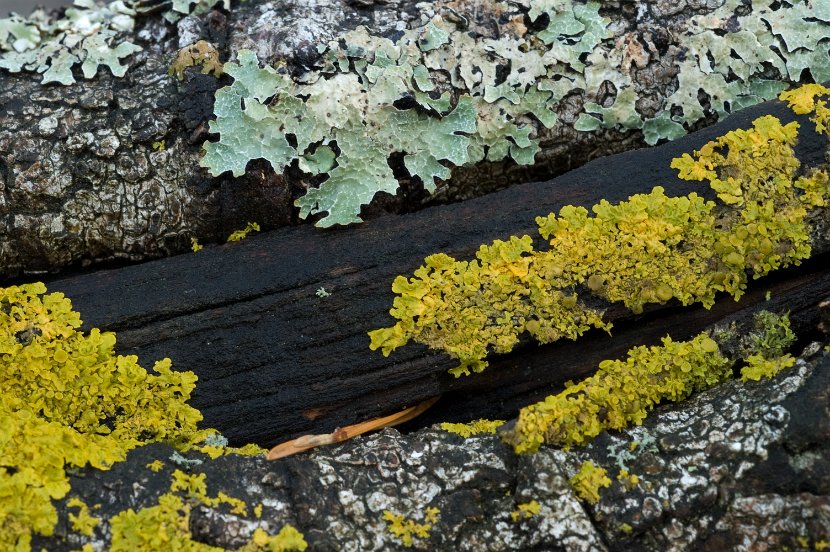 Xanthoria parietina - Parmelia sulcata-Buthiers04